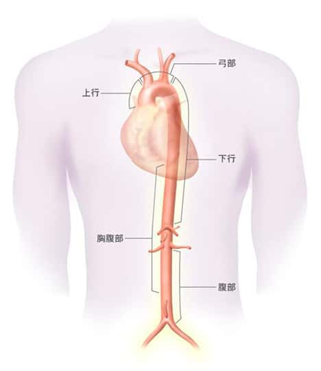 心臓から腹部まで走行する大動脈を示した解剖図