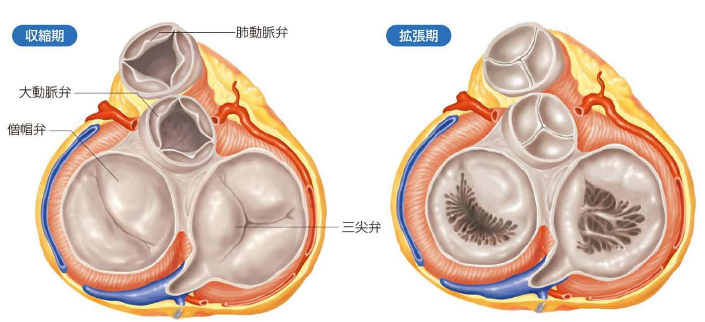 心臓を上から見た断面図