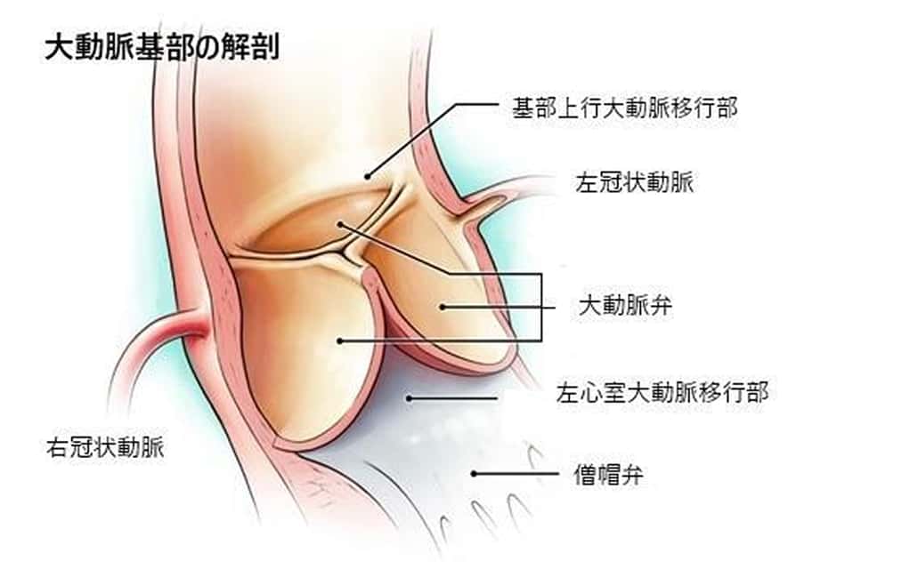 心臓の大動脈基部の解剖図